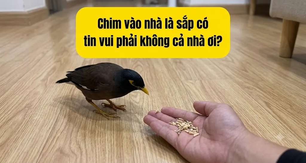Chim bay vào nhà có sao không? Là điềm tốt hay xấu?