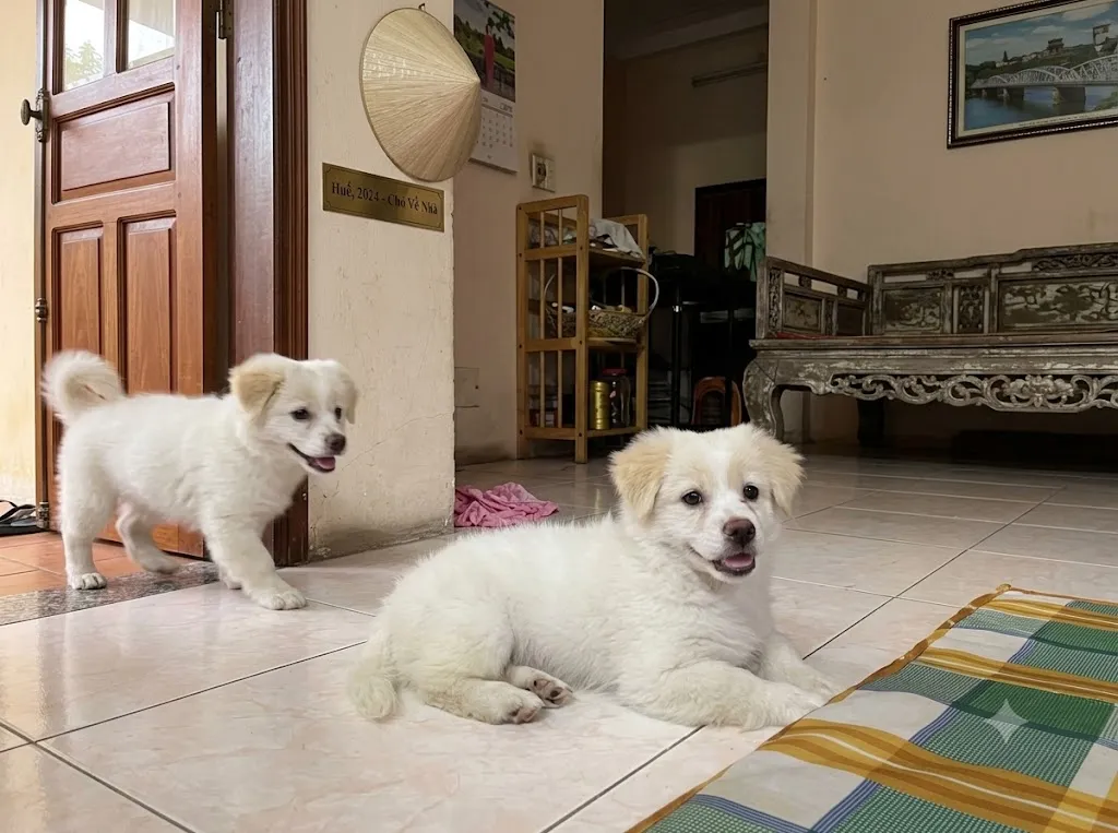 Chó nằm lại